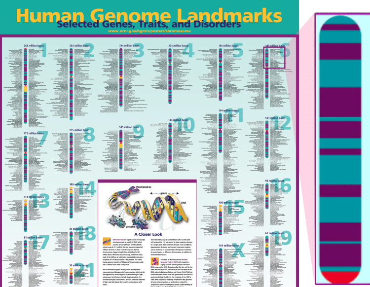 Free Genome Poster