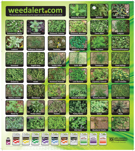 free weed alert poster