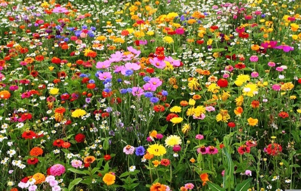 free wildflower seeds