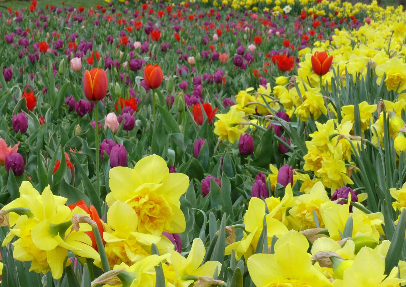 Free Pollinator Seed Packet via National Geographic