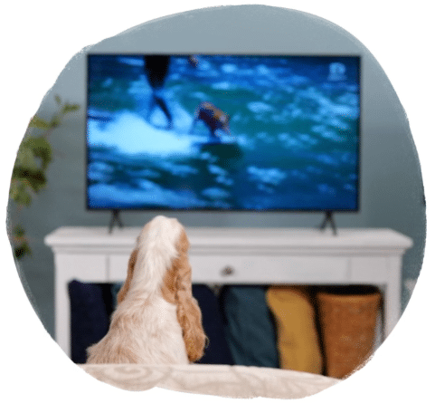 DogTV Discount Promo Code