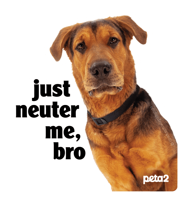 Free Peta2 Just Neuter Me Bro Sticker