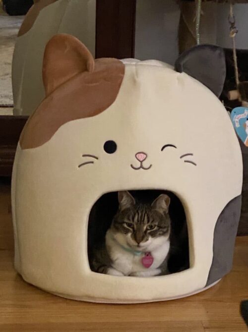 Marsh in her squishmallow pet cave