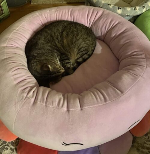 Mac in the pink bed