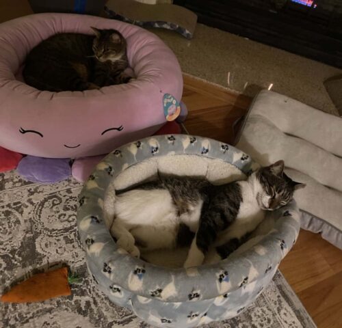 Mac in the Squishmallow bed with Marsh sleeping like a goofball