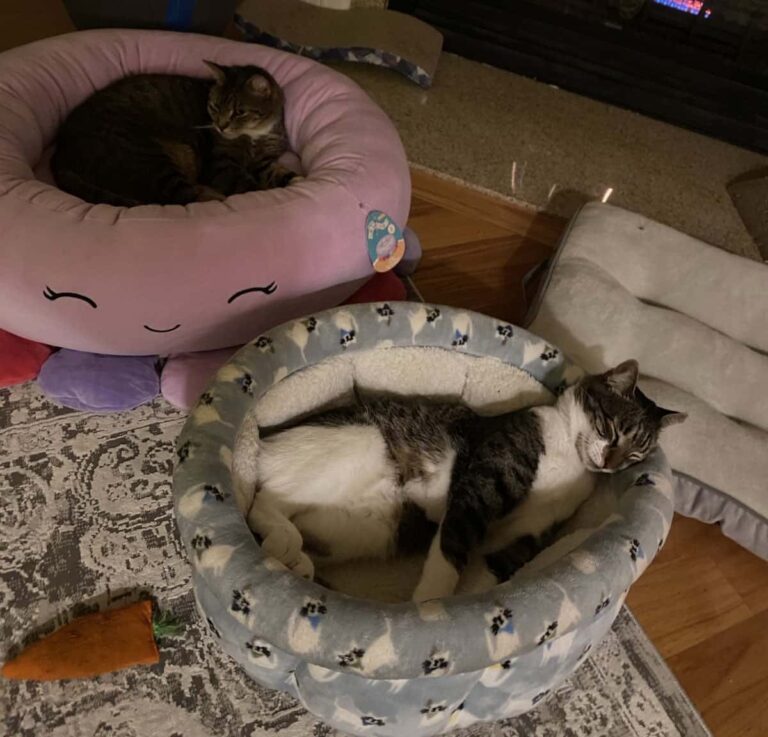 Mac in the Squishmallow bed with Marsh sleeping like a goofball