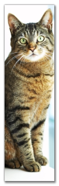 free walgreens bookmarks
