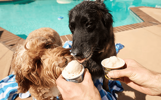 Free Doggie Ice Cream at Petco on July 20