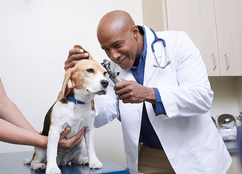 Free Petco Vet Visit