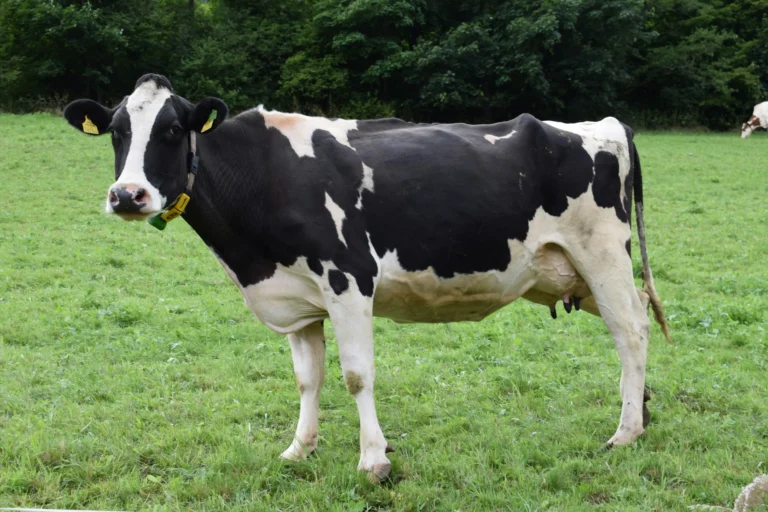 Adopt A Cow for your Classroom